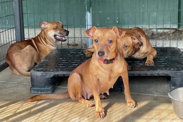 22 dogs were rescued late last month. 