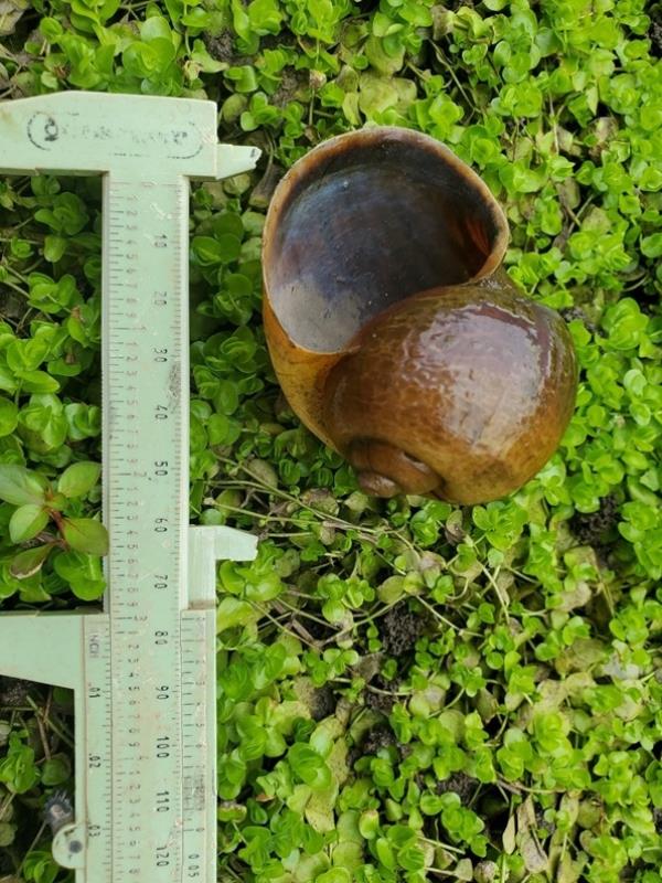 Apple Snail